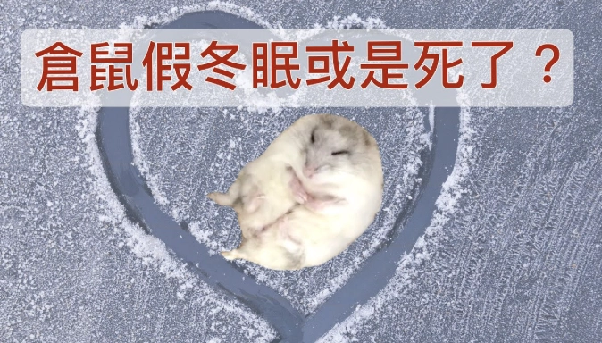 倉鼠冬眠多久