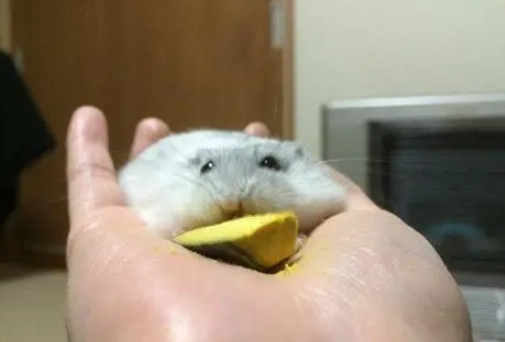 倉鼠熱衰竭處理