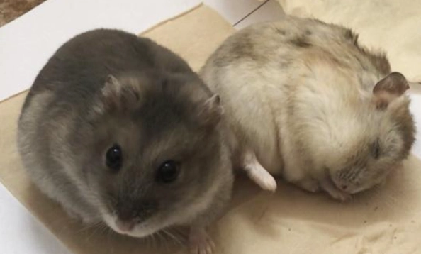 倉鼠突然死亡 倉鼠突然死亡