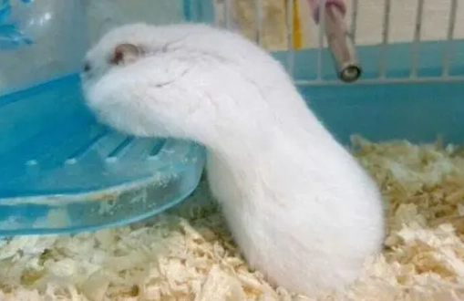 倉鼠散熱方法
