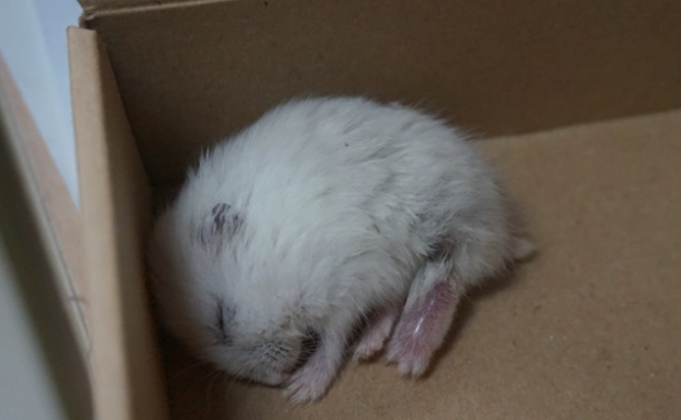 倉鼠健康警訊 倉鼠健康警訊