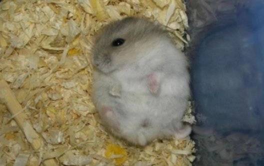 寵物倉鼠照護 寵物倉鼠照護