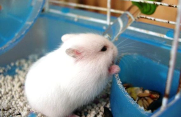 倉鼠夏天降溫