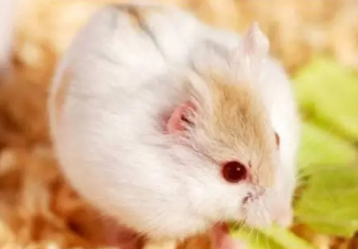 倉鼠不動怎麼辦