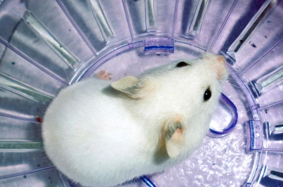 倉鼠適宜溫度