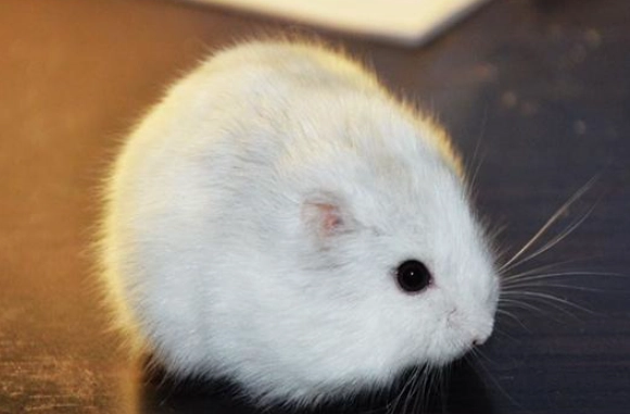 倉鼠夏天降溫