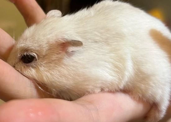 倉鼠眼睛發炎