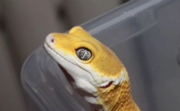 豹紋守宮性別特徵