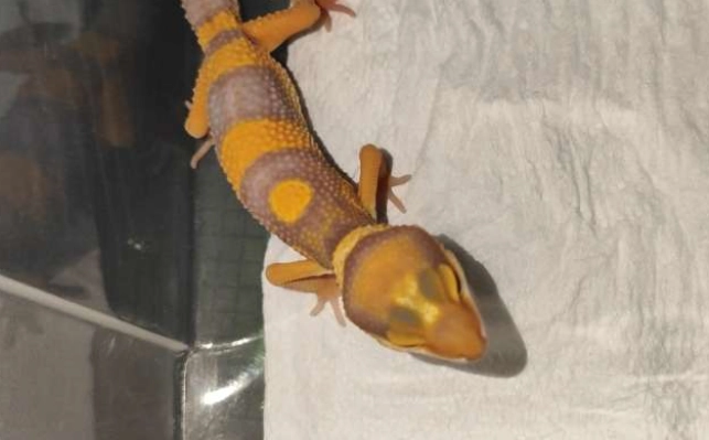 豹紋守宮性別特徵