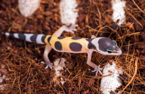 豹紋守宮繁殖準備