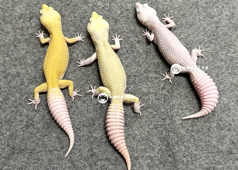 豹紋守宮公母分辨