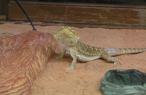 鬆獅蜥一直閉眼