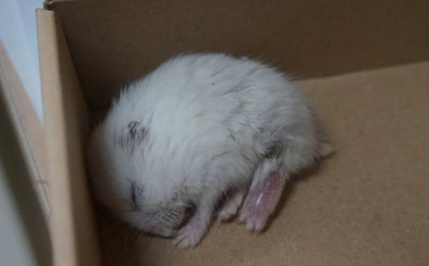 仓鼠突然死了