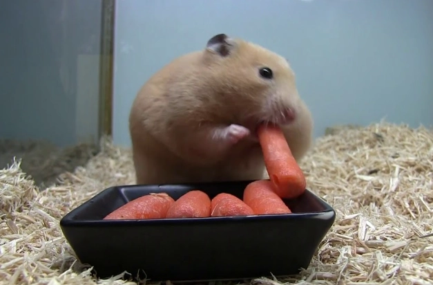 倉鼠吃紅蘿蔔要煮嗎