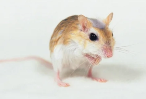 短尾侏儒仓鼠