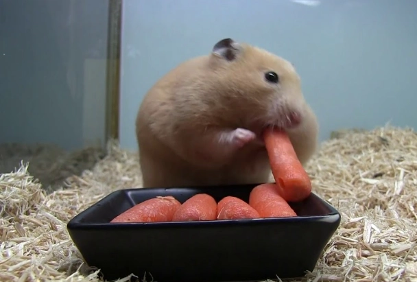 倉鼠可以吃紅蘿蔔嗎