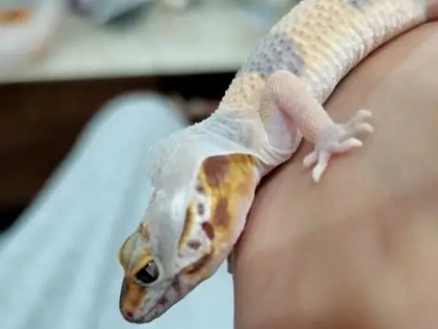 守宮不見怎麼找