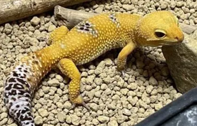 豹紋守宮分公母