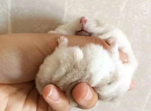 倉鼠很臭怎麼辦