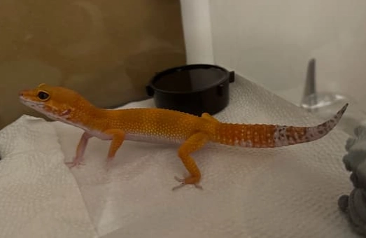 守宮尾巴翹起來