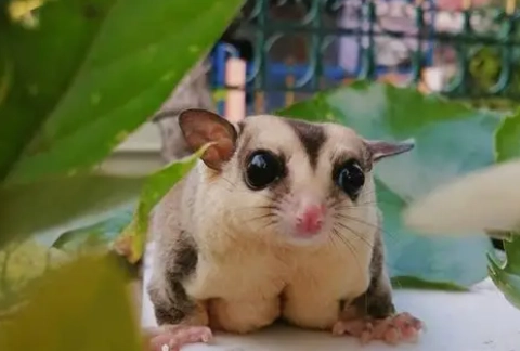 蜜袋鼯生活溫度