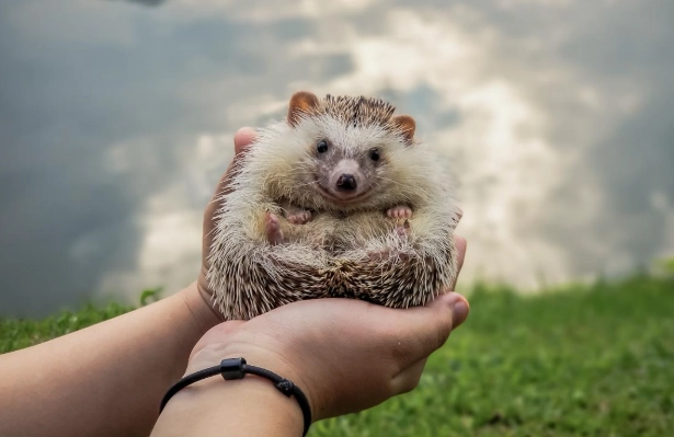 刺蝟公母哪個好